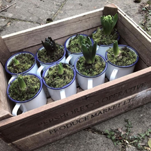 Hlaða mynd inn í gallerískoðara, Emaleraður Falcon Bolli