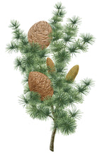 Hlaða mynd inn í gallerískoðara, Carrière Frères kerti - Sedrusviður, 185gr.