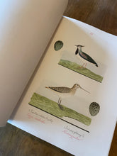 Hlaða mynd inn í gallerískoðara, Íslenskir Fuglar eftir Benedikt Gröndal