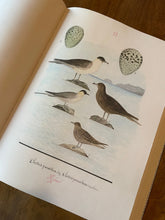 Hlaða mynd inn í gallerískoðara, Íslenskir Fuglar eftir Benedikt Gröndal