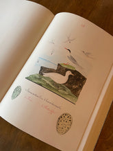 Hlaða mynd inn í gallerískoðara, Íslenskir Fuglar eftir Benedikt Gröndal