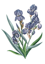 Hlaða mynd inn í gallerískoðara, Carrière Frères kerti - Íris, 185gr.