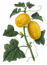 Hlaða mynd inn í gallerískoðara, Carrière Frères kerti - Melóna, 185gr.