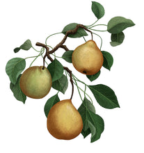 Hlaða mynd inn í gallerískoðara, Carrière Frères kerti - Pera, 185gr.