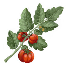 Hlaða mynd inn í gallerískoðara, Carrière Frères kerti - Tómatur, 185gr.